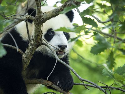 Giant panda in tree