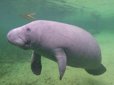 manatees