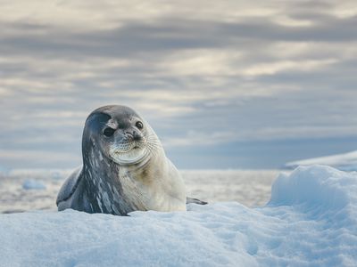Weddell Seal resting on ice