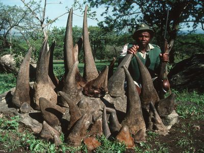 White Rhino (Ceratotherium sim) Horns with Game Ranger. Hluhluwe Umfolozi Park, KwaZulu Natal Provin