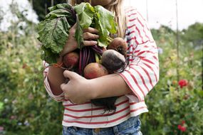 Working on an allotment